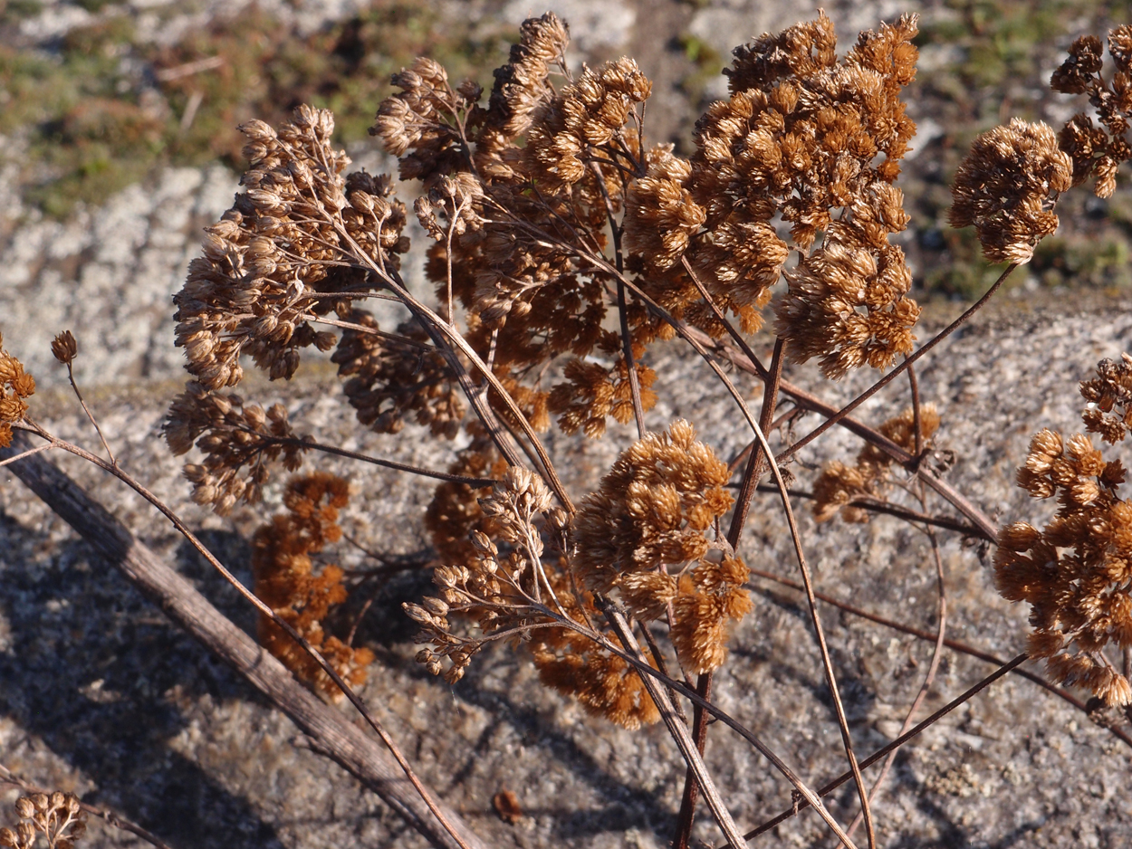 2019-10-14 Spatzen am Heckmannufer (Fieldrecording Video)